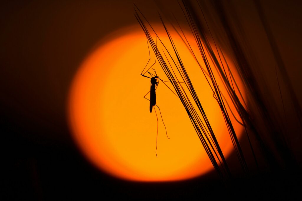 Image d'un moustique sur fond de coucher de soleil